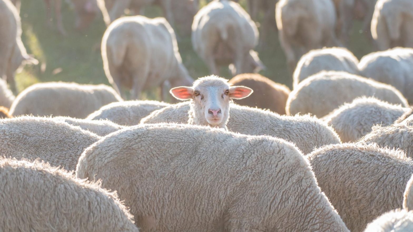 Understanding Social Proof Bias: When Popular = True